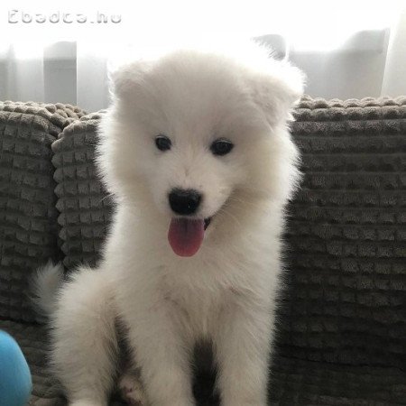samoyede