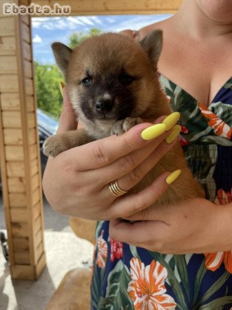 Shiba inu kiskutyák