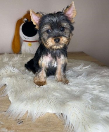 Yorkshire terrier