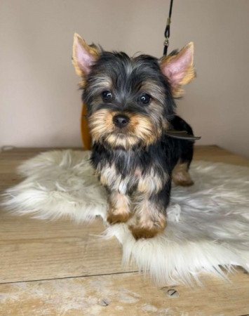 Yorkshire terrier