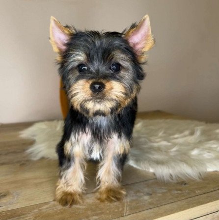 Yorkshire terrier