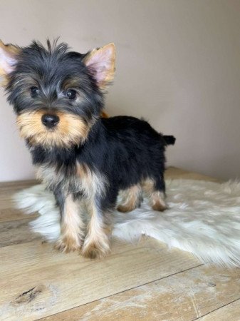 Yorkshire terrier