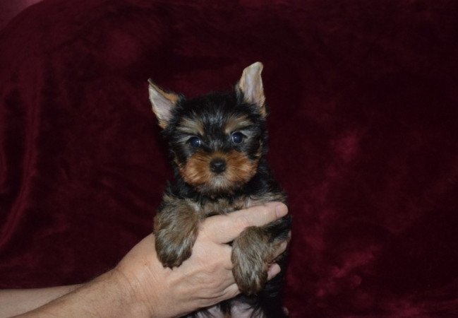 Yorkshire terrier