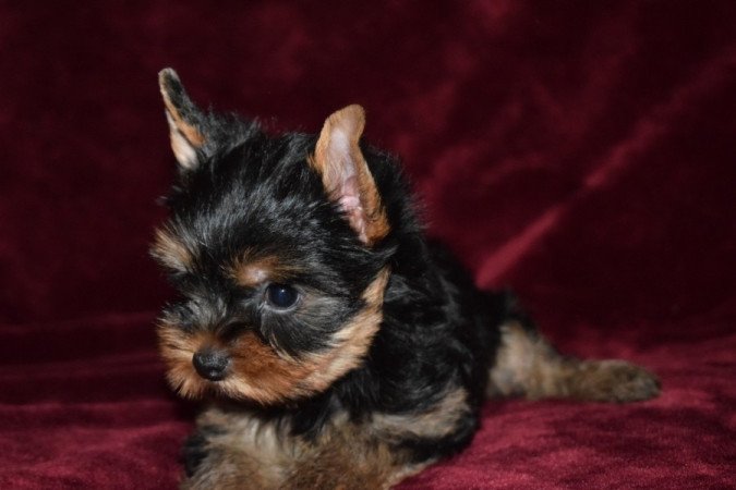 Yorkshire terrier