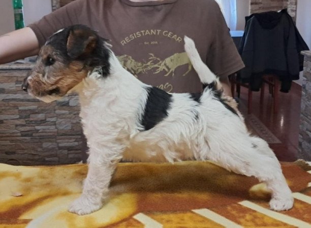 Drótszőrű foxterrier