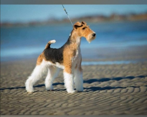 Drótszőrű foxterrier