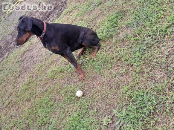 Dobermann eladó