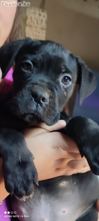 Cane corso fajtajellegű 8 hetes kisfiuk