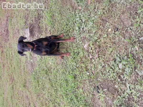 Dobermann eladó