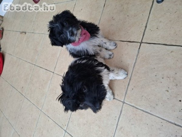 Bichon Havanese testvérpár együtt eladó