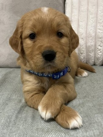 Golden Retriever