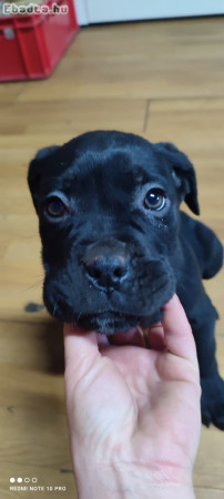 Cane corso fajtajellegű 8 hetes kisfiuk