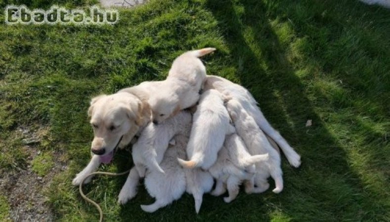 egészséges golden retriever kölykök