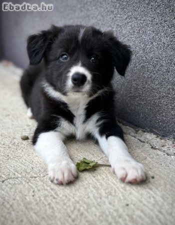 Border Aussie kiskutyák eladók