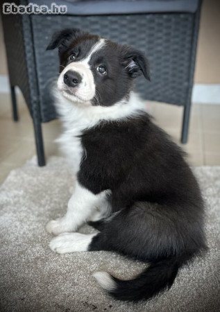 Border Aussie kiskutyák eladók