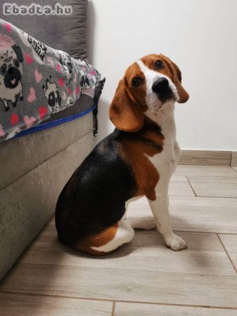 Beagle kislány