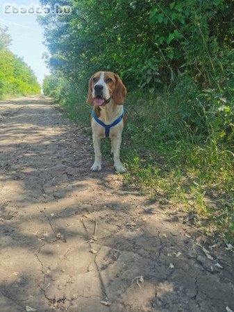 Beagle kislány