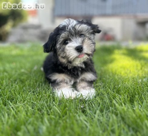 Bechon Havagnase kiskutya