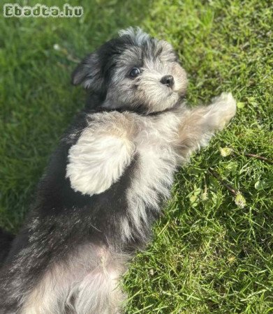 Bechon Havagnase kiskutya