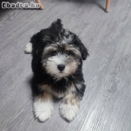 Bechon Havagnase kiskutya