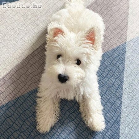 Westie