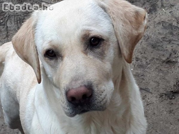 Labrador szuka kutyák várják szerető gazdájukat!