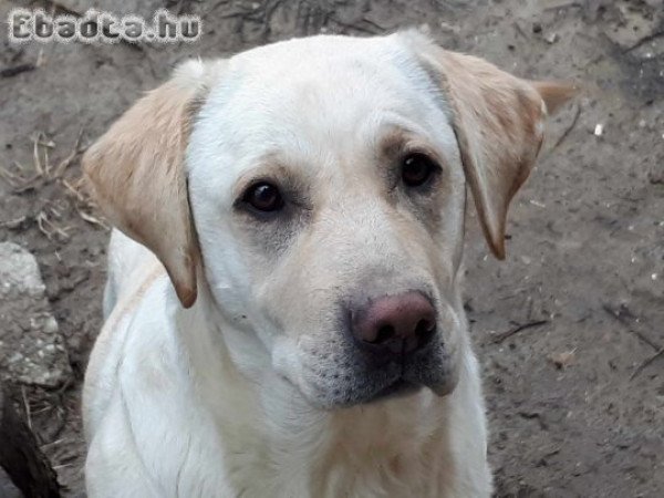 Labrador szuka kutyák várják szerető gazdájukat!