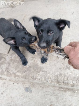 Németjuhász kiskutyák eladók