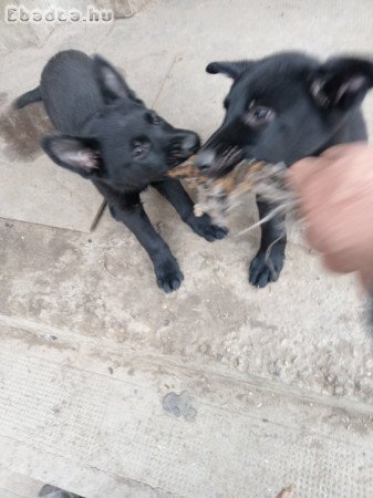 Németjuhász kiskutyák eladók