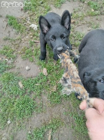 Németjuhász kiskutyák eladók