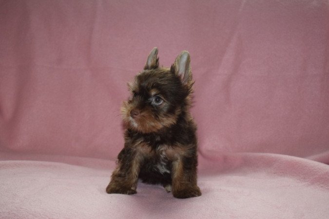 Yorkshire terrier