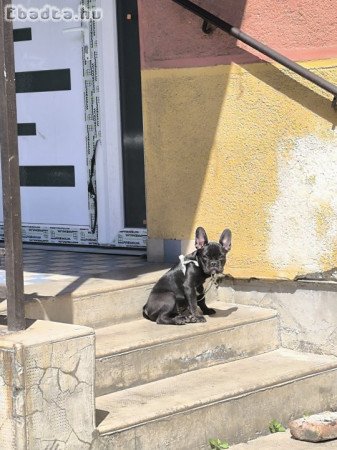 Francia Bulldog szuka kölyök