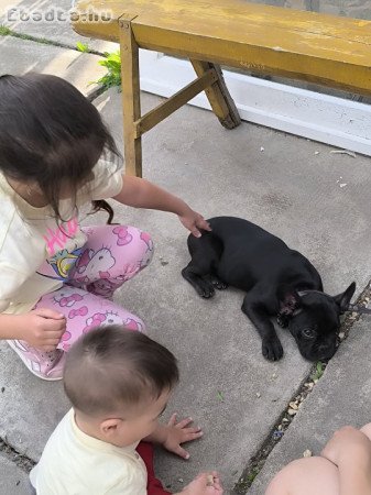 Francia Bulldog szuka kölyök