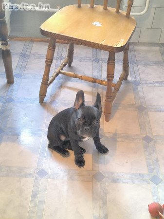 Francia Bulldog szuka kölyök