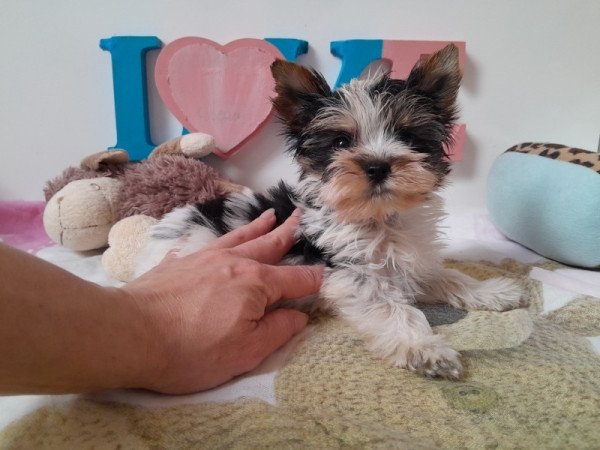 Biewer Yorkshire terrier