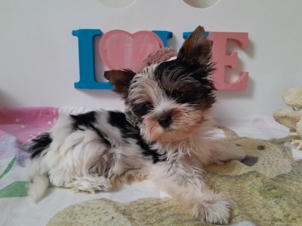 Biewer Yorkshire terrier