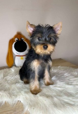 Yorkshire terrier