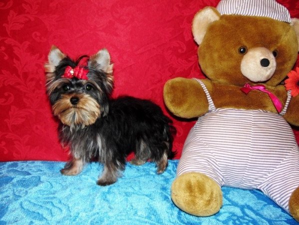 Yorkshire Terrier, Yorki
