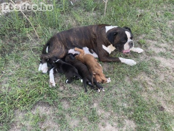 Boxer kiskutyák gazdit keresnek!