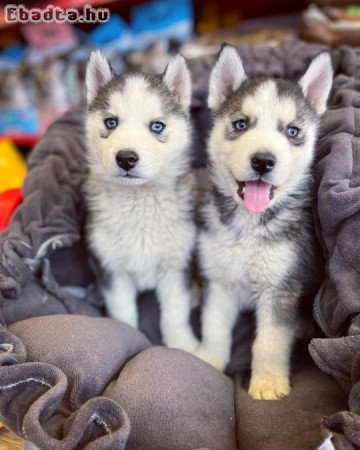 Ajándék Husky kölykök whAtsapp (+39 353 317 4023)