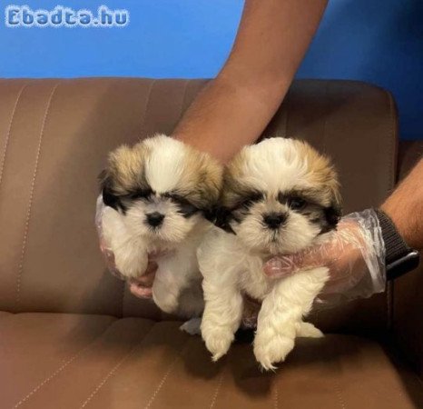 Shih Tzu kiskutyák ajándéka ( +39 353 317 4023 )