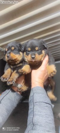 Ajándék Rottweiler whAtsapp ( 0039 353 317 4023 )