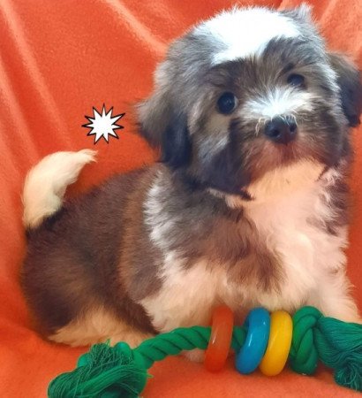 Havanese