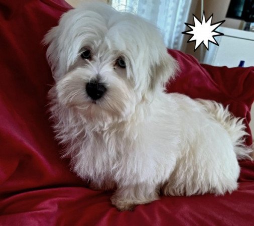 Havanese
