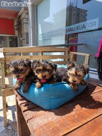 Ajándék yorkie kölykök whAtsapp(0039 353 317 4023)