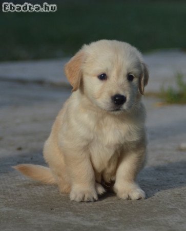 Golden Retriever kiskutyák