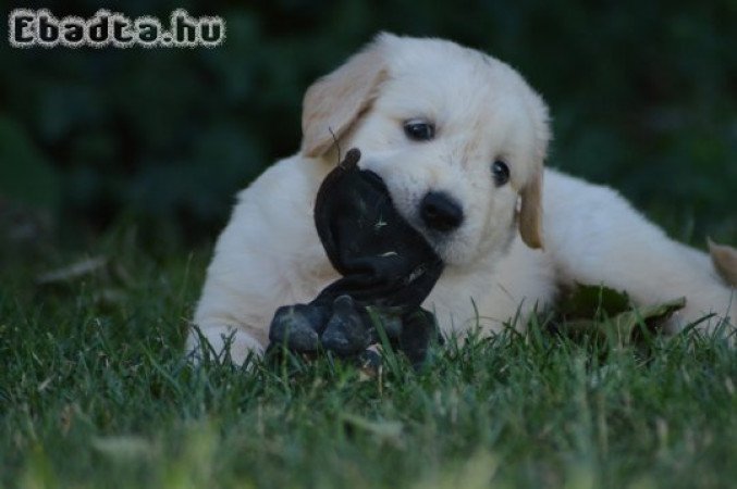 Golden Retriever kiskutyák