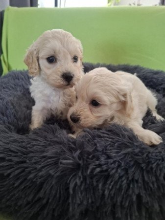 Maltipoo