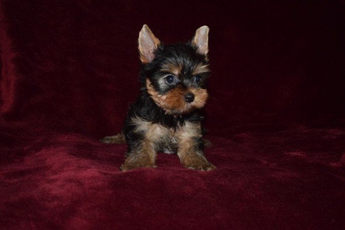 Yorkshire terrier