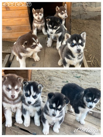 Husky kölyök eladó